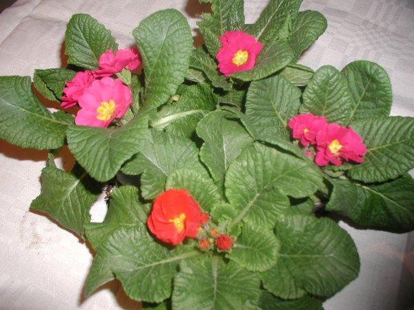 primula5.JPG