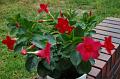 Dipladenia