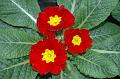 Primula7