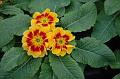 primula1