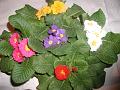 primula4