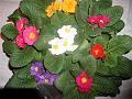 primula6